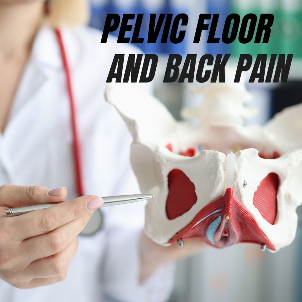 pelvic floor